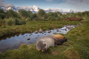 South Georgia ist eines der letzten grossen Wildtierrefugien der Welt.