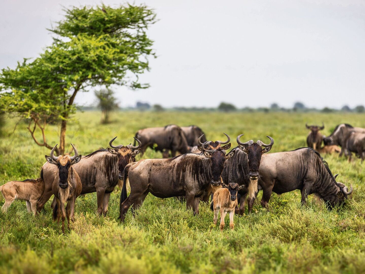 Gnus ziehen in grossen Herden und werfen fast gleichzeitig ihre Kälber, um Risiken zu minimieren.