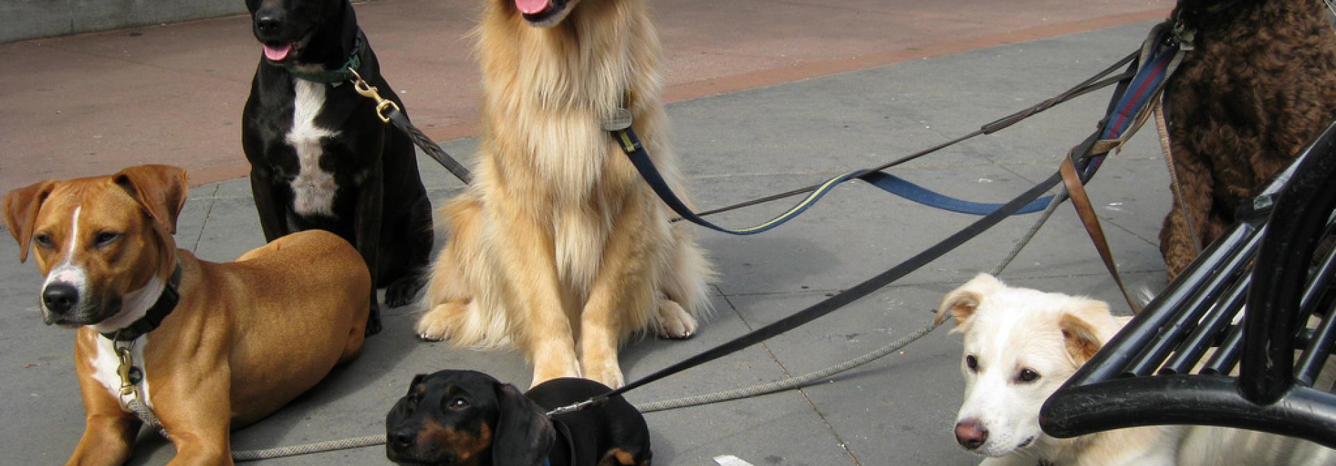 rassehund.jpg
