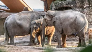 Drei Generationen im Zoo Zürich: Elefantenkuh Ceyla-Himali mit Enkelin Ruwani und Tochter Farha. Farhas zweite Tochter wurde nur wenige Stunden alt.