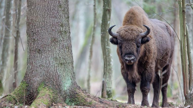 01-wisent.jpg
