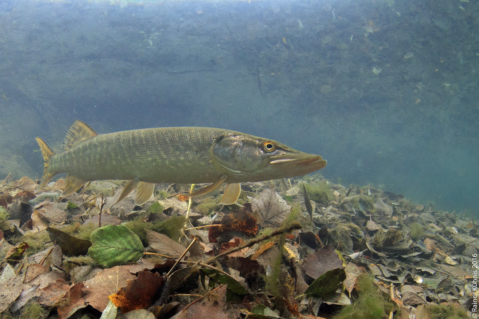 Der Hecht ist Fisch des Jahres 2023