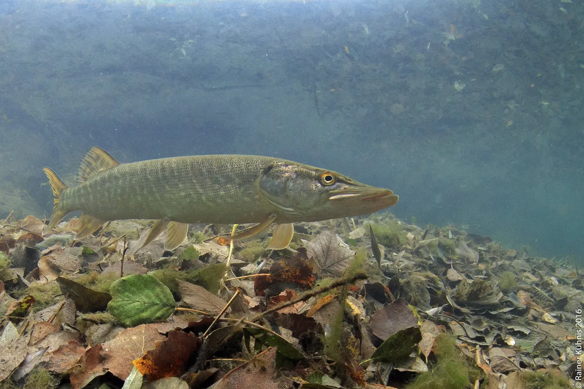 1_MM_Hecht_Bild_Rainer_Ku__hnis-0035-Canon_EOS_6D Der Hecht ist Fisch des Jahres 2023