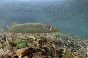 Der Hecht ist ein Raubfisch.