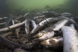 Das Aal-Gemetzel am Hochrhein wiederholt sich, seit die Rheinkraftwerke gebaut wurden.