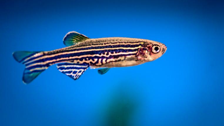 Fisch_bedroht_736755118.jpg