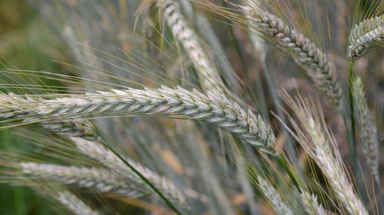 Triticale