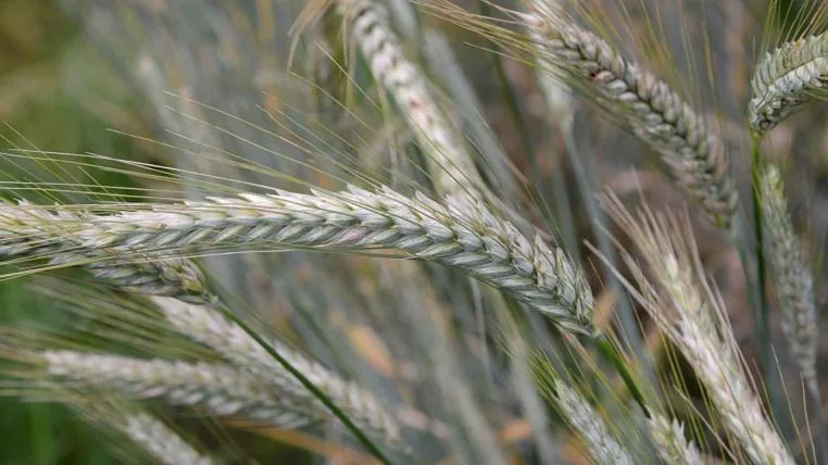 5bddb576d70b3815a2be390d3ed65b99b90f5816 Triticale