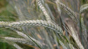 Die Hybrid-Getreide-Art Triticale galt lange als resistent gegen den Mehltau. Nun wird sie jedoch auch vom Pilz befallen.