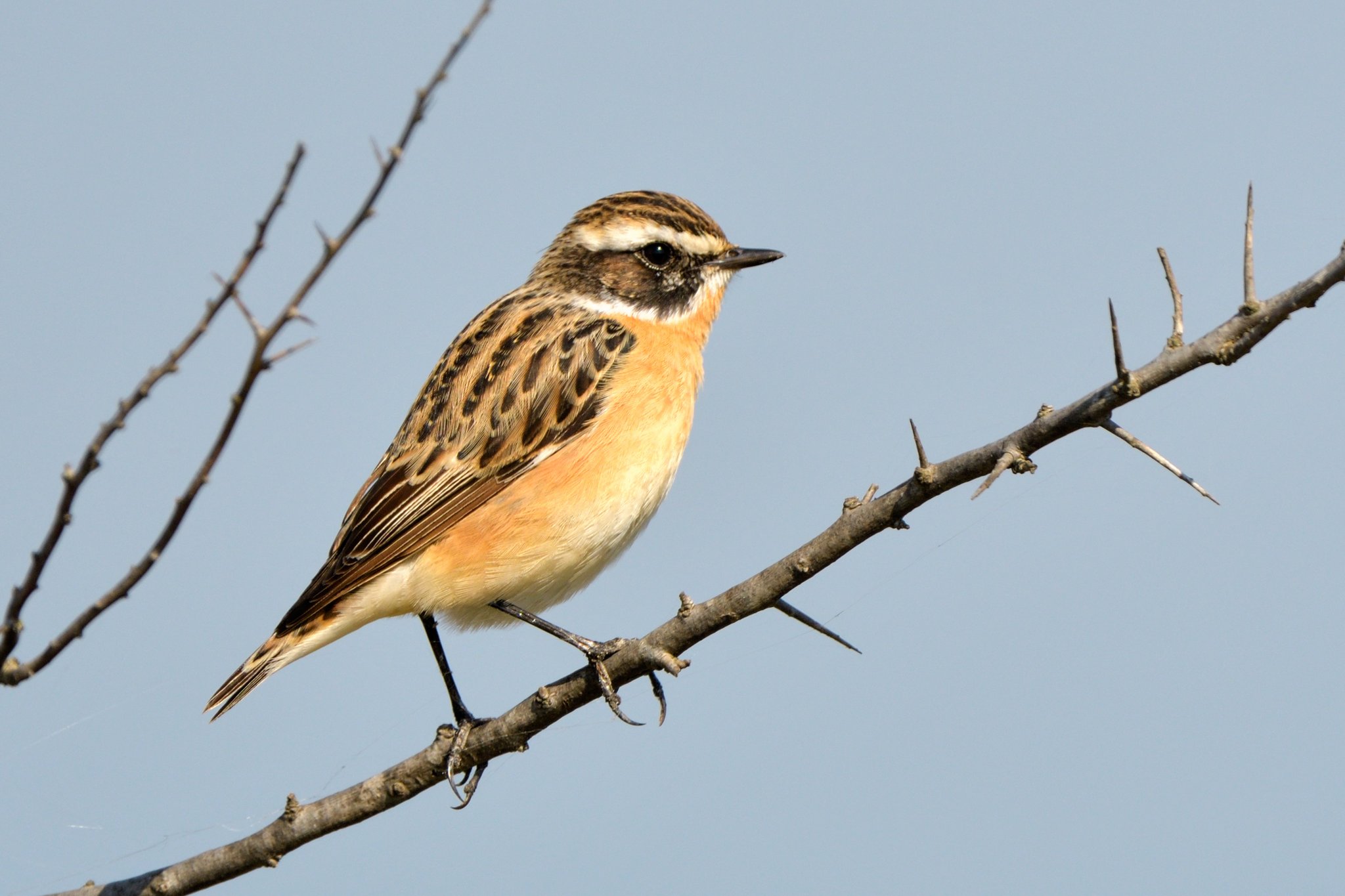 Zugvogel oder nicht?