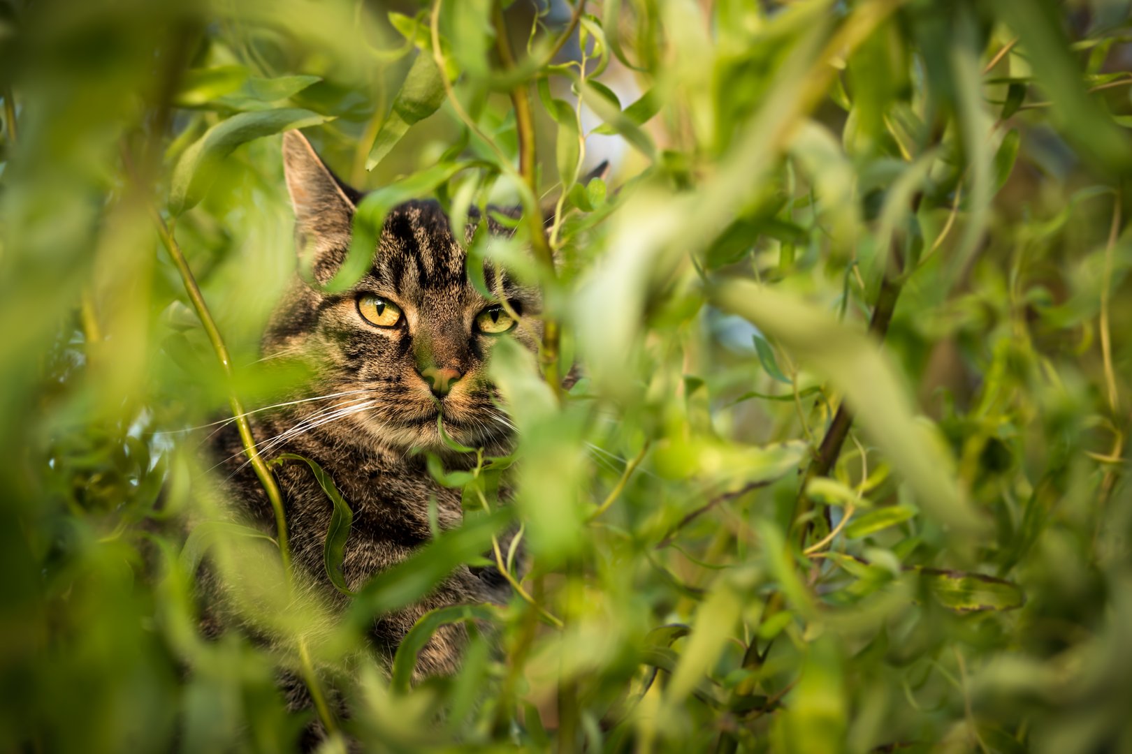 Revier, Jagdverhalten und Einfluss auf Wildtiere – so leben Hauskatzen im Freien