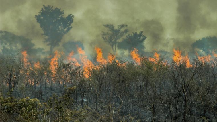 Pantanal