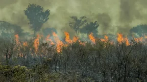 Es brennt weiter im Pantanal.