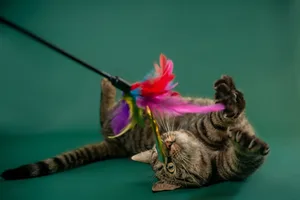 Mit selbstgebasteltem Spielzeug kann man bei seinem Haustier punkten und für viel Abwechslung und Bewegung im Katzen- und Hundealltag sorgen.
