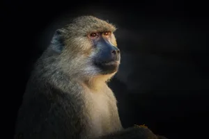 Die Tötung der zwölf Paviane im Tiergarten Nürnberg aus Platzgründen sorgte diese Woche für einen Aufschrei.