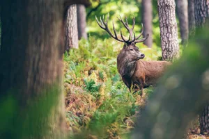 Der König der Wälder ist scheu und es braucht Geduld, ihn beobachten zu können.