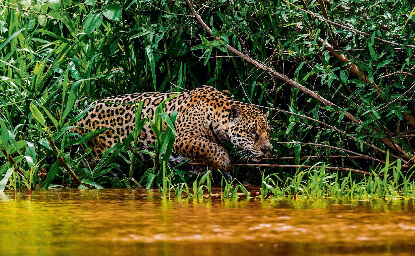 Jaguar