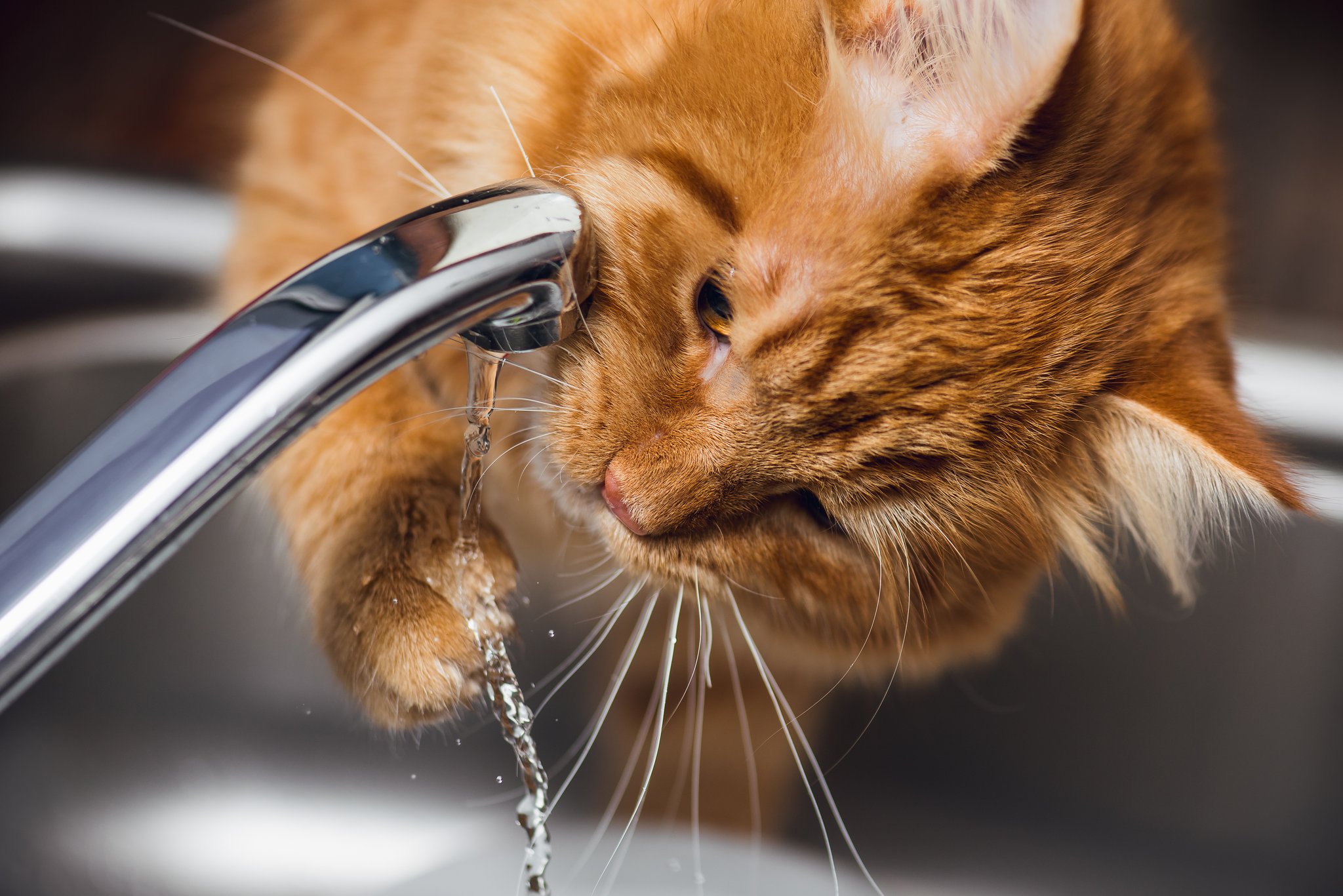 Was tun, wenn die Katze nicht trinken will?