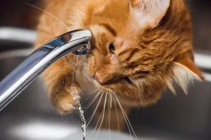 Viele Katzen trinken am liebsten direkt vom Wasserhahn.