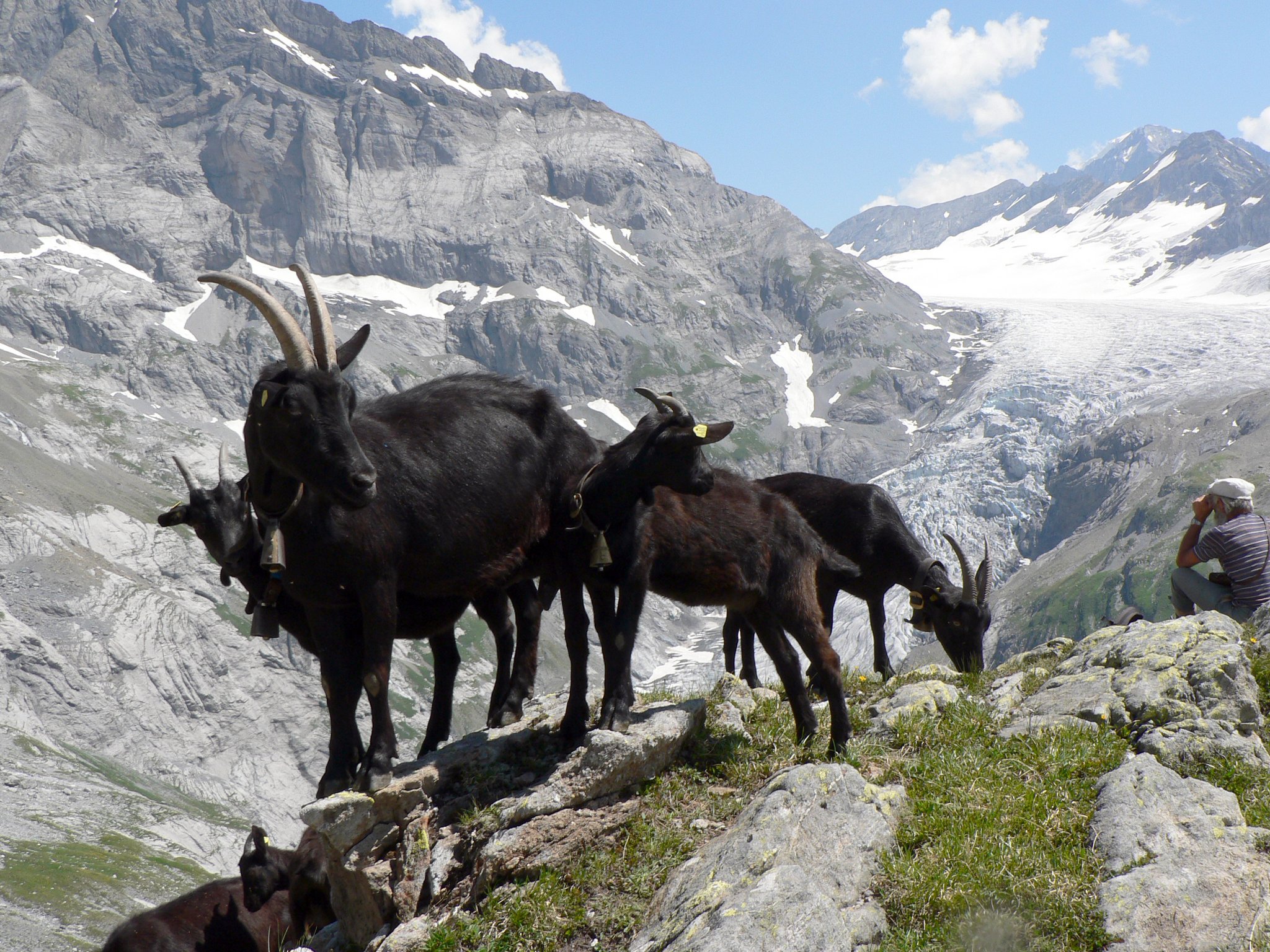 Nera Verzasca: robuste und kräftige Ziege aus dem Tessin