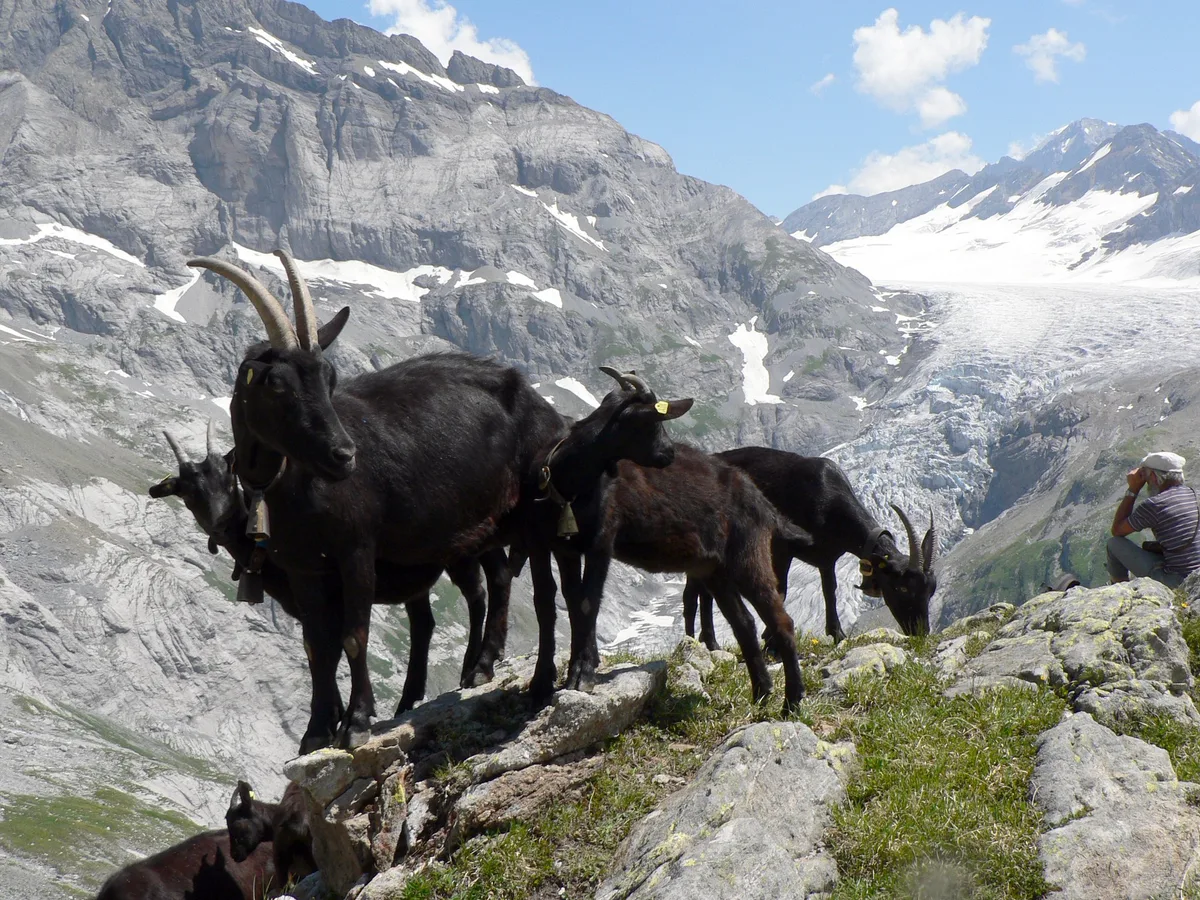 Nera-Verzasca_Gruppe_Ruedi-Pulfer Nera Verzasca: robuste und kräftige Ziege aus dem Tessin