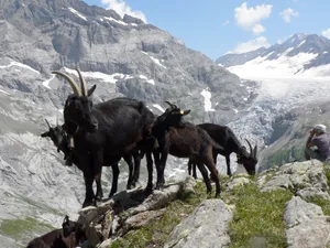 Die robuste Nera Verzasca fühlt sich im Sommer in den Bergen am wohlsten.