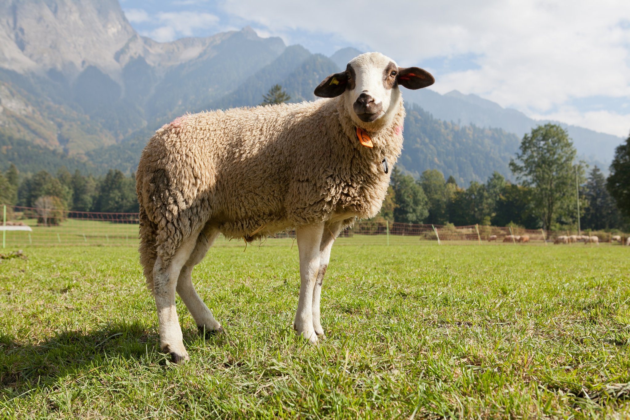 Das Spiegelschaf: Auffällige Kopffärbung
