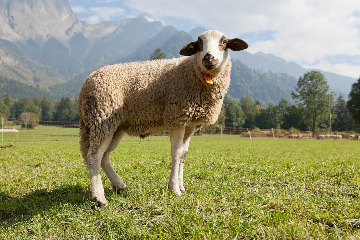 Spiegelschaf_Portra__t_Philippe-Ammann Das Spiegelschaf: Auffällige Kopffärbung