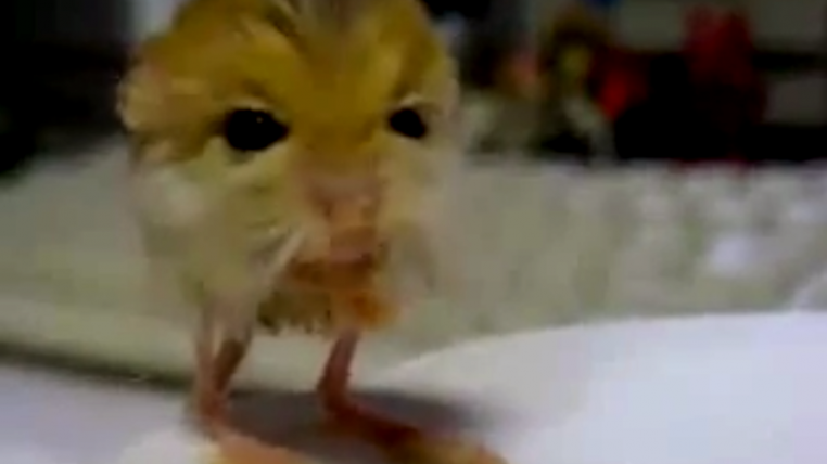 springmaus.png