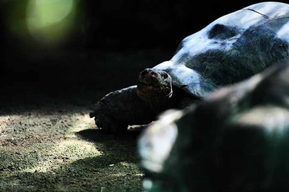 Zooführungen für Menschen mit Demenz