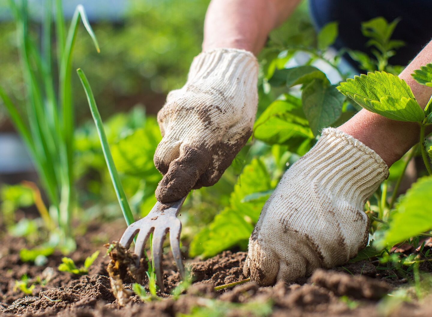 Buddeln, zupfen, tasten: Gartentherapie regt die Sinne an und hebt die Stimmung.