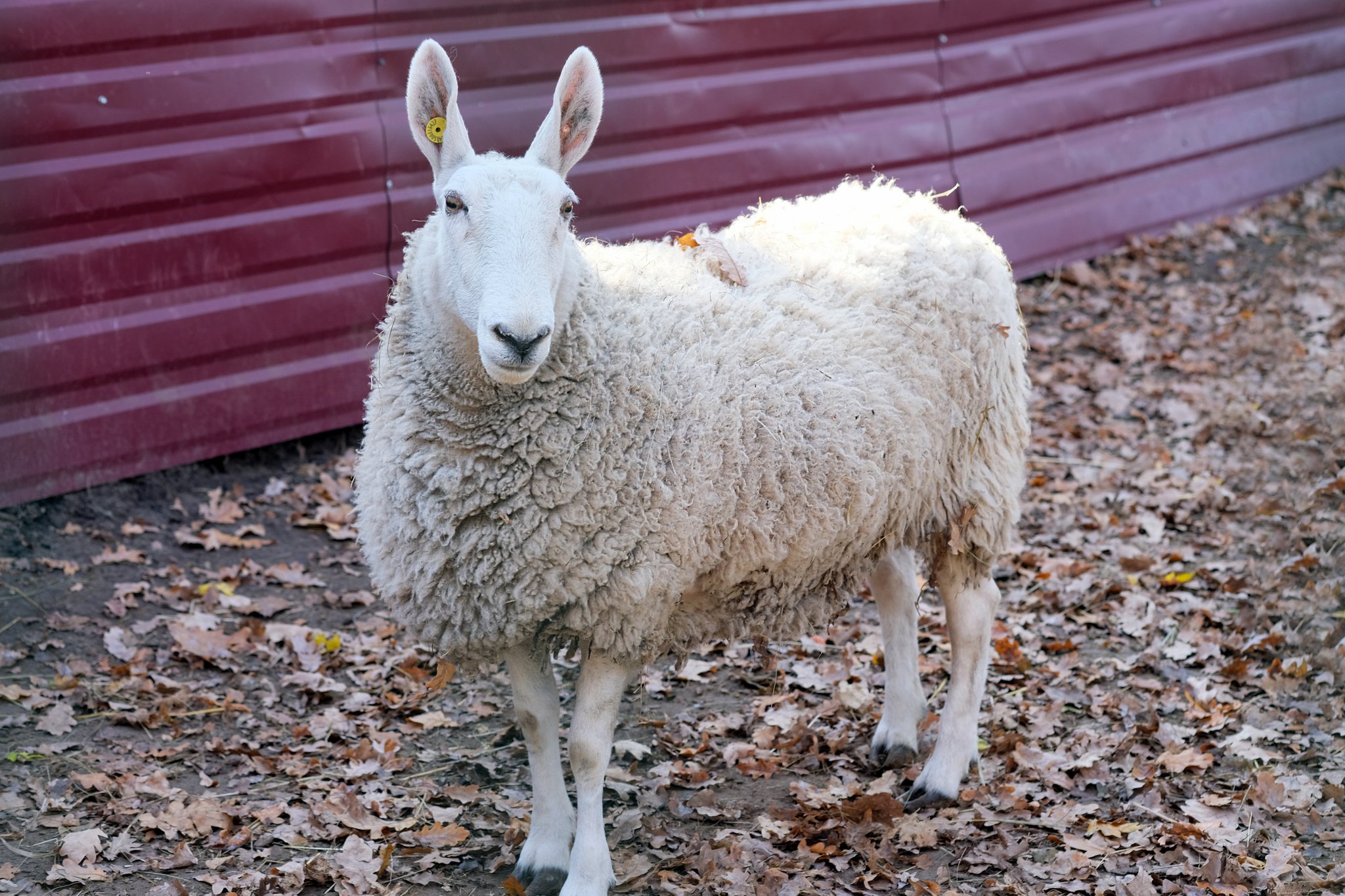 Osterhase im Schafspelz