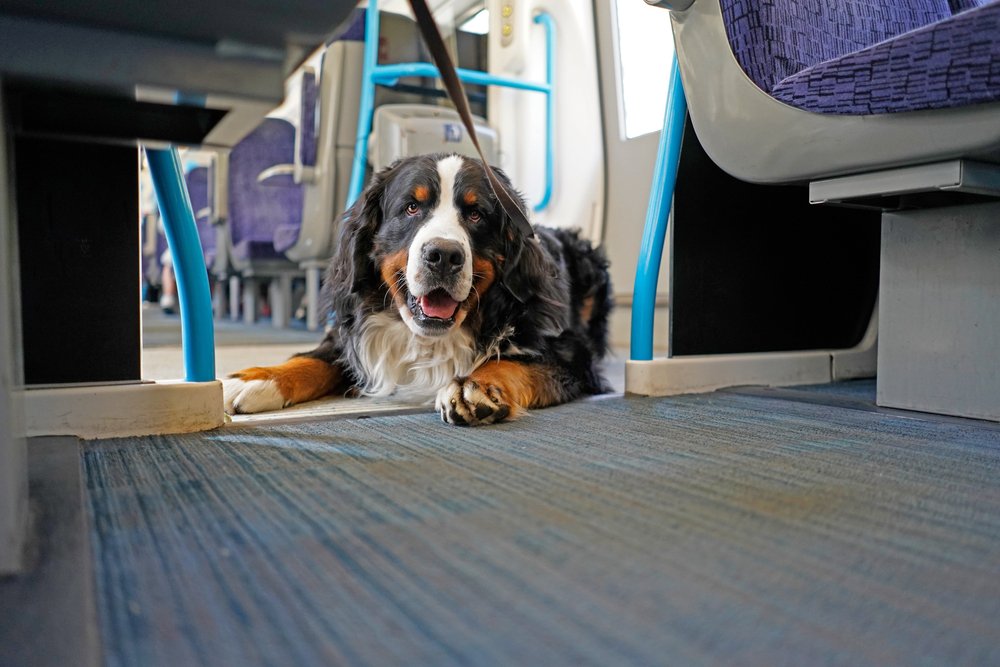 Billette für Hunde im öffentlichen Verkehr