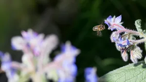 Biodiversität: Lebt der Mensch weiter wie bisher, ohne Einschränkungen, werden solche Bilder dereinst nur noch Gegenstand der Erinnerung sein.