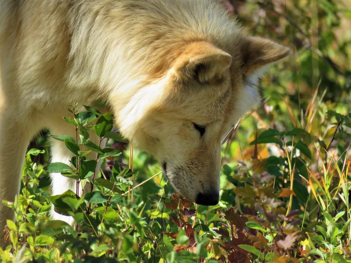 Kiefer- und Eichenprozessionsspinner: Risiken für Hunde erkennen