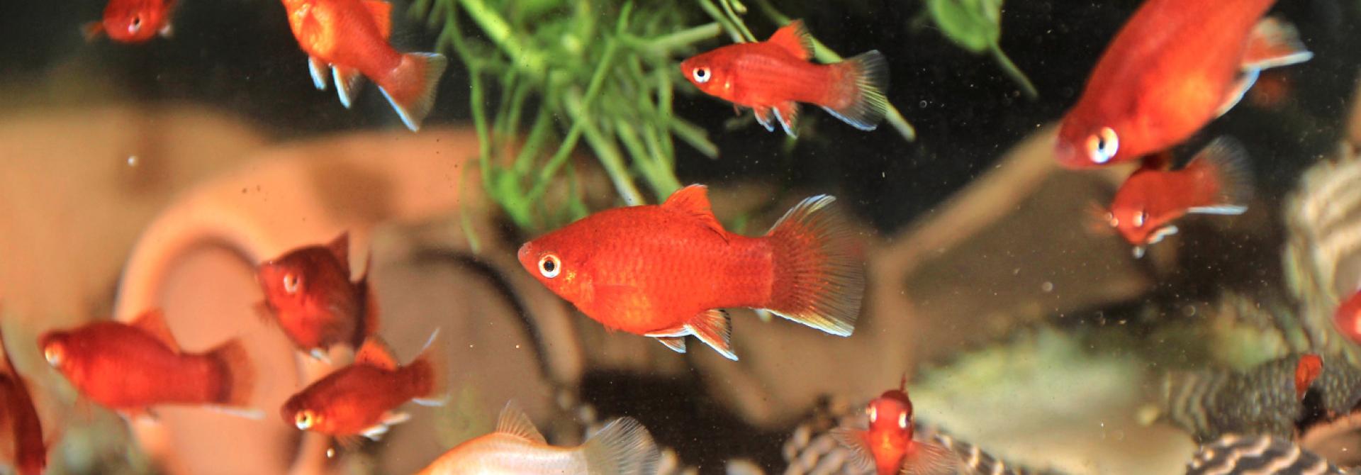 Rote Platys im Aquarium