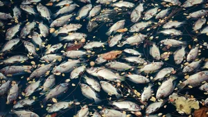 Im Blausee verendeten zahlreiche Fische. Die Ursache ist noch unbekannt. (Symbolbild)