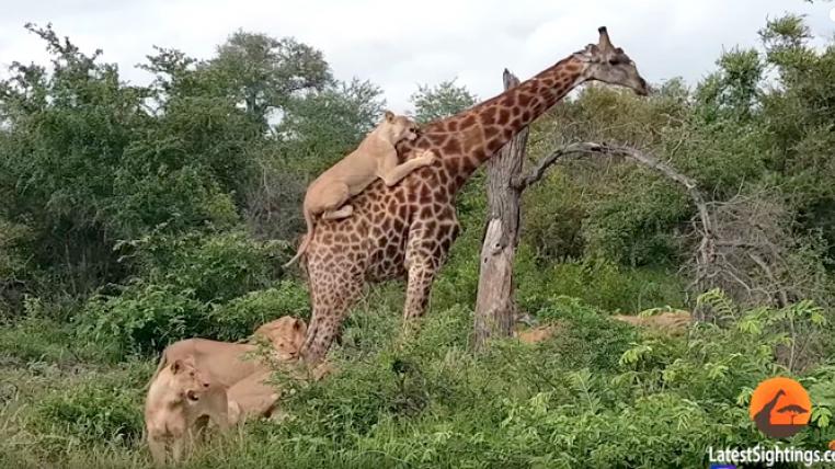 giraffe-loewenrude-suedafrika.jpg
