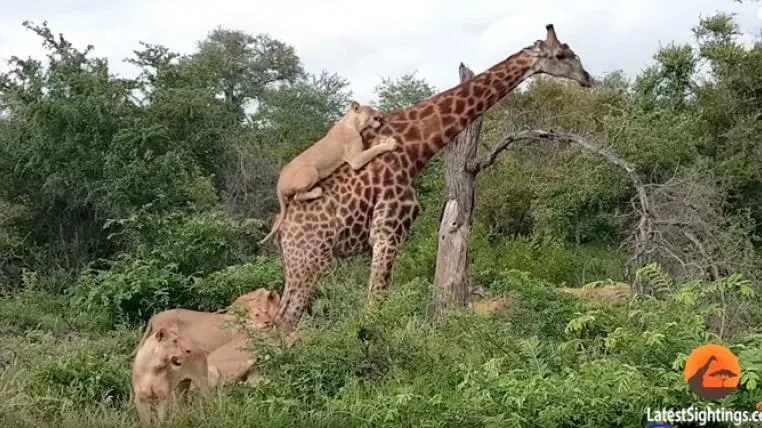 7867ac79214c33d306c6d6c8dbeb986a8e183224 giraffe-loewenrude-suedafrika.jpg