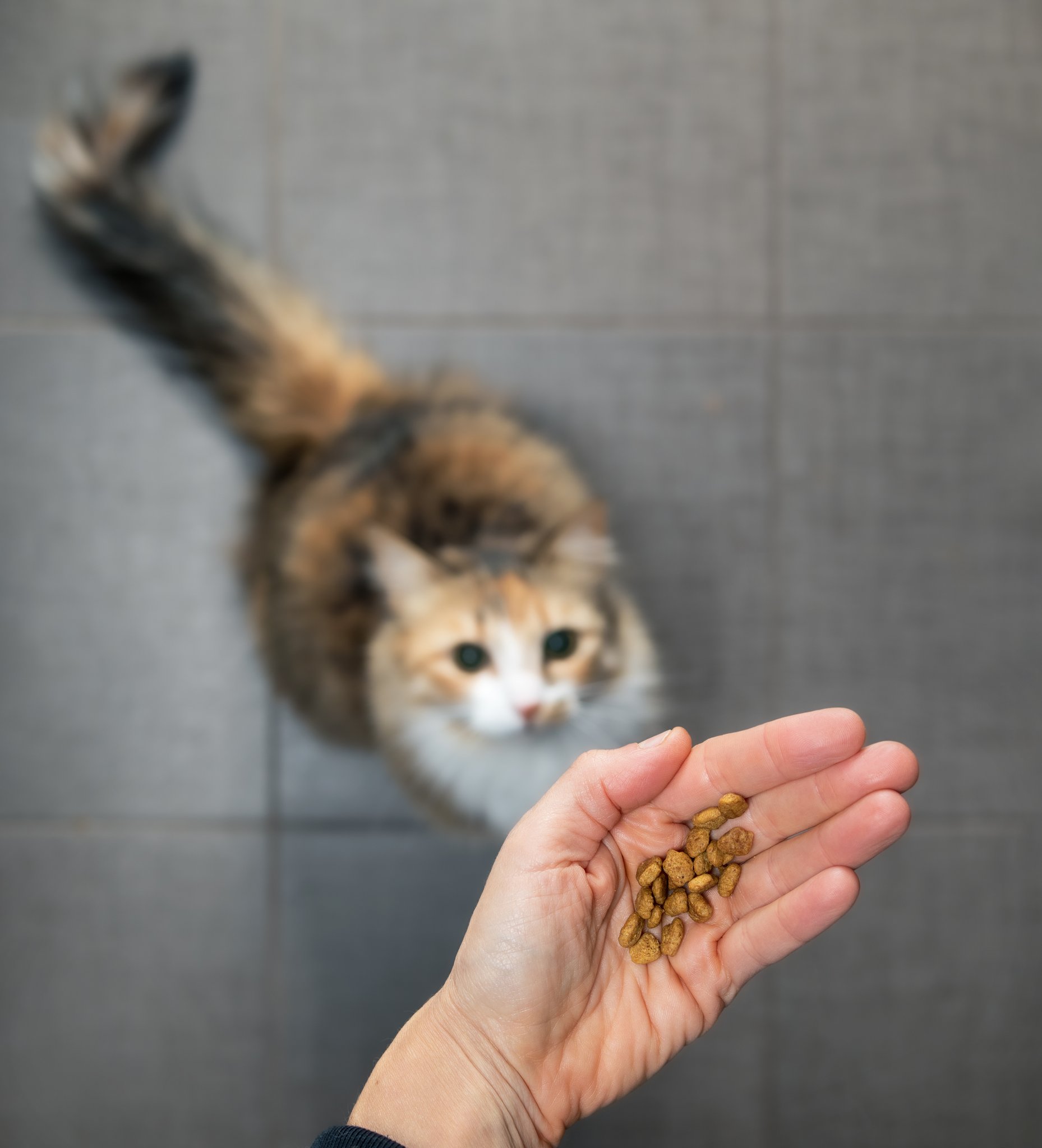 Wie gut ist Trockenfutter für Katzen?