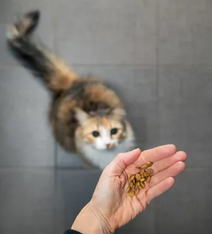 Der Schweizerische Tierschutz empfiehlt für Hauskatzen keine reine Trockenfutter-Ernährung, da die Tiere es gewohnt sind, viel Flüssigkeit durch die Nahrung aufzunehmen.
