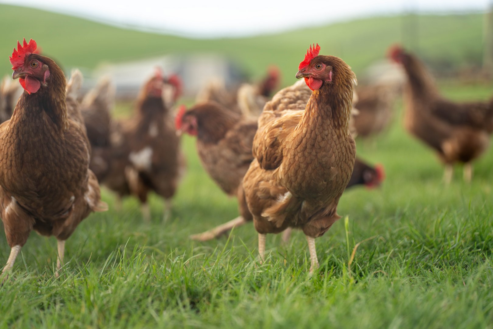 Mehr Tierwohl im Warenkorb