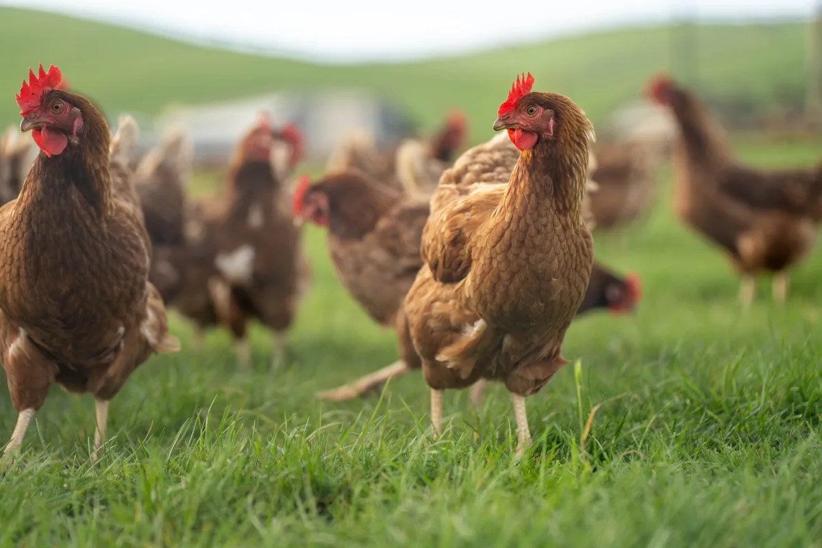 shutterstock_2511570907 Mehr Tierwohl im Warenkorb