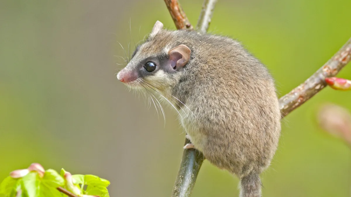 Artikelbild_TierWelt__3__baumschla__fer Der Baumschläfer – die seltenste Schlafmaus der Schweiz