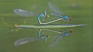 Das Kleine Granatauge (hier im Paarungsrad) besiedelt seichte Teiche im Mittelland.