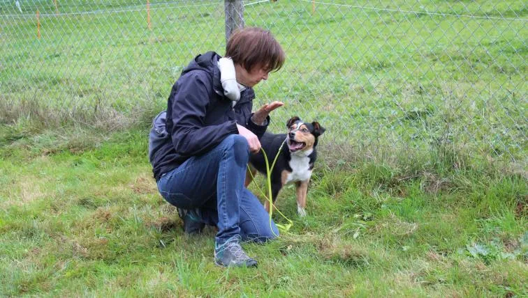 cff71b575ec61af233014e63778609ce771933dd Hofhundetraining bei Sandra Weber in Urnäsch AR