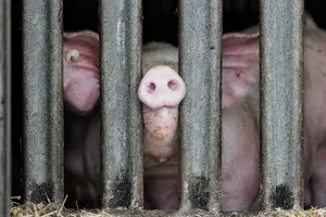 Ob Nutztiere oder Haustiere – Halterinnen und Halter können so einige Anstrengungen unternehmen, um Tierseuchen vorzubeugen.
