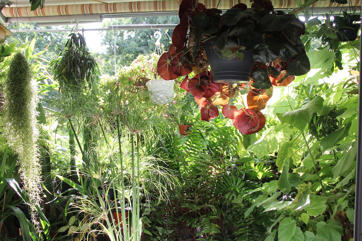 Sommerfrische für Zimmerpflanzen