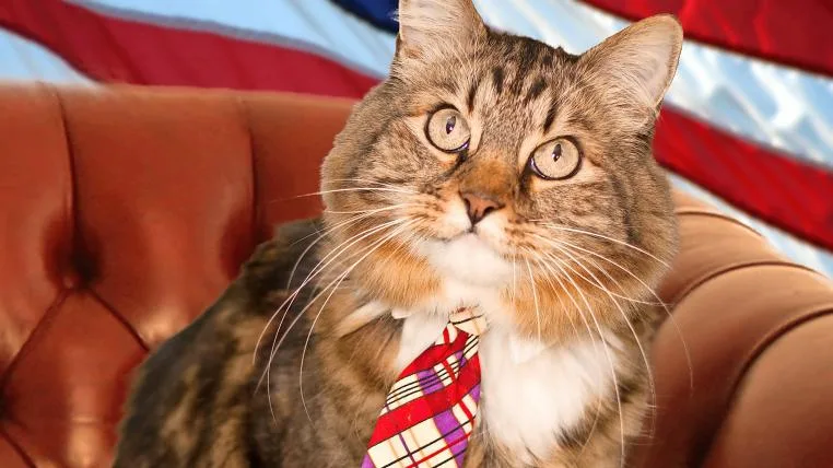 fe6420aa9228826c3828164833eb9926942b57c8 Hank the Cat