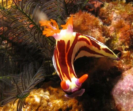 d84859c61e4f15a059d7e9b75608fef9a00f6727 10-nembrotha-puppureolineolata-silke-baron.jpg